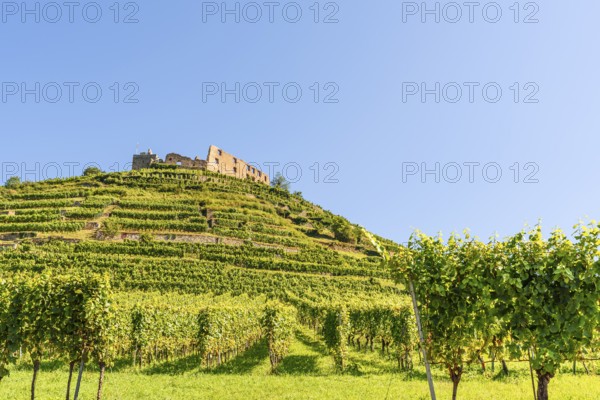 The ruins of Staufen Castle tower over the vineyard terraces, Staufen im Breisgau, Baden-Württemberg, Germany