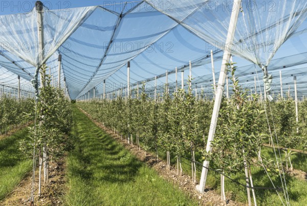 Apple orchard, protected by a hail net, Kressbronn am Lake Constance, Baden-Württemberg, Germany