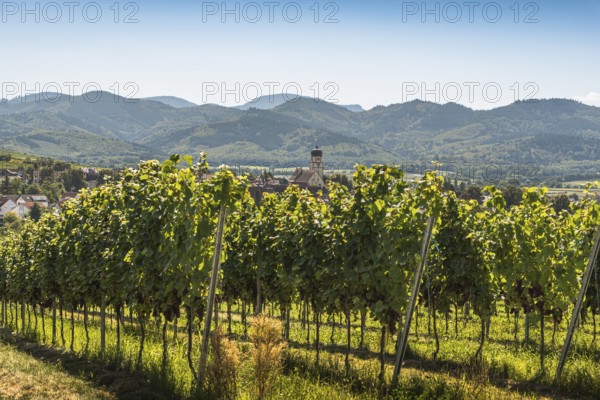 Vineyards with a view of the village of Kirchhofen, Kaiserstuhl, Baden-Württemberg, Germany