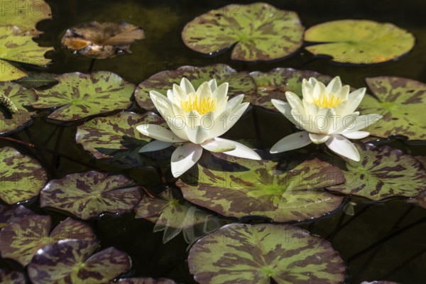 Water lily (Nymphaea Marliacea Chromatella), Emsland, Lower Saxony, Germany