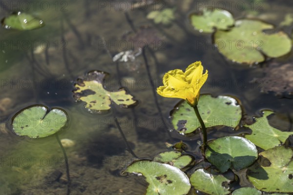 Water fringe (Nymphoides peltata), Emsland, Lower Saxony, Germany