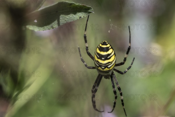 Wasp spider (Argiope bruennichi), Emsland, Lower Saxony, Germany