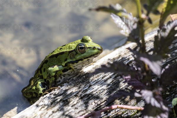 Edible Frog (Rana esculenta), Emsland, Lower Saxony, Germany
