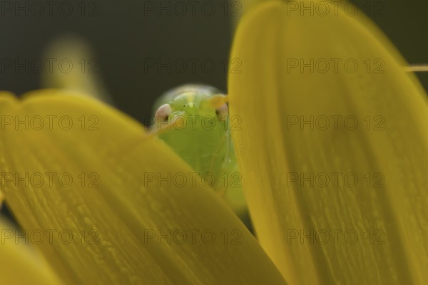 Oak bush cricket (Meconema thalassinum) adult insect on a garden yellow flower in summer, England, United Kingdom