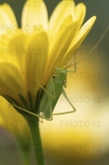 Oak bush cricket (Meconema thalassinum) adult insect on a garden yellow flower in summer, England, United Kingdom