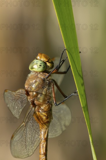 Norfolk hawker dragonfly (Aeshna isoceles) adult insect resting on a reed plant stem in summer, England, United Kingdom