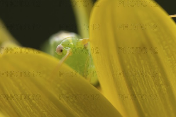 Oak bush cricket (Meconema thalassinum) adult insect on a garden yellow flower in summer, England, United Kingdom