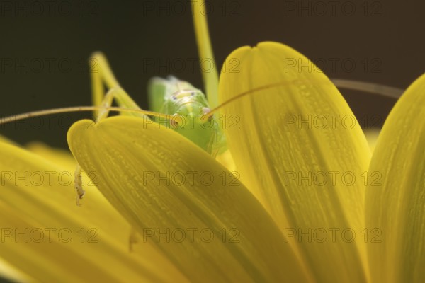 Oak bush cricket (Meconema thalassinum) adult insect on a garden yellow flower in summer, England, United Kingdom