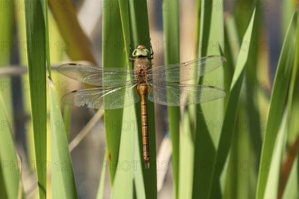 Norfolk hawker dragonfly (Aeshna isoceles) adult insect resting on a reed plant stem in summer, England, United Kingdom