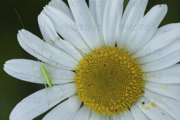 Oak bush cricket (Meconema thalassinum) juvenile insect on an Oxeye daisy flower, England, United Kingdom