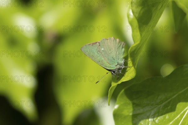 Green hairstreak butterfly (Callophrys rubi) adult insect resting on an ivy tree leaf in summer, England, United Kingdom