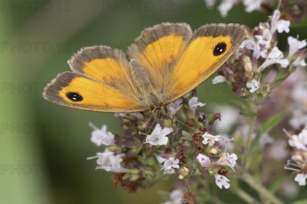 Gatekeeper butterfly (Pyronia tithonus) adult insect feeding on garden wild marjoram or oregano flowers in summer, England, United Kingdom
