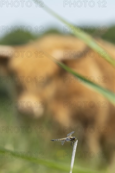 Four-spotted chaser dragonfly (Libellula quadrimaculata) resting on a reed stalk being watched by a Highland cow (Bos taurus taurus), England, United Kingdom