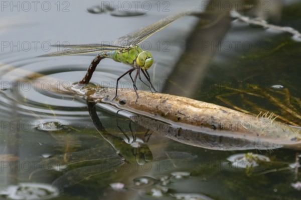 Emperor dragonfly (Anax imperator) adult female insect laying eggs or oviposition in a pond in summer, England, United Kingdom