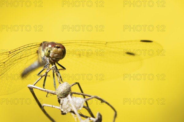Common darter dragonfly (Sympetrum striolatum) adult insect resting on a plant seed head in summer, England, United Kingdom