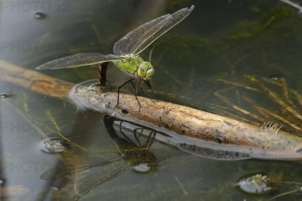Emperor dragonfly (Anax imperator) adult female insect laying eggs or oviposition in a pond in summer, England, United Kingdom