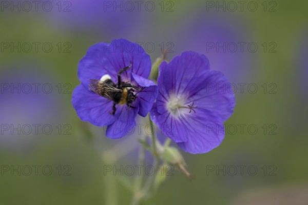 Buff tailed bumblebee (Bombus terrestris) adult bee feeding on a garden geraniuim flower, England, United Kingdom