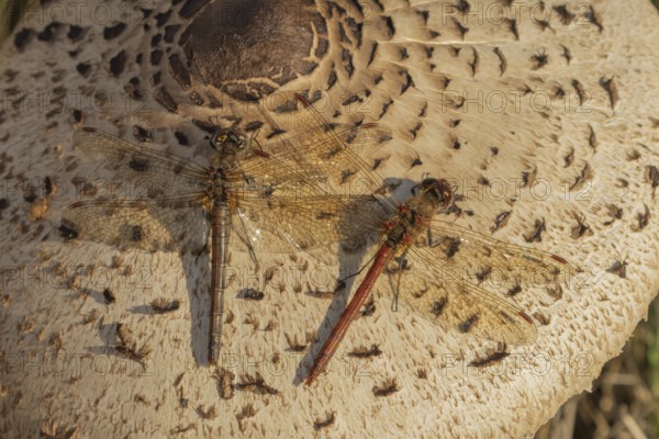 Common darter dragonfly (Sympetrum striolatum) two adult insects resting on a Parasol mushroom in autumn, England, United Kingdom