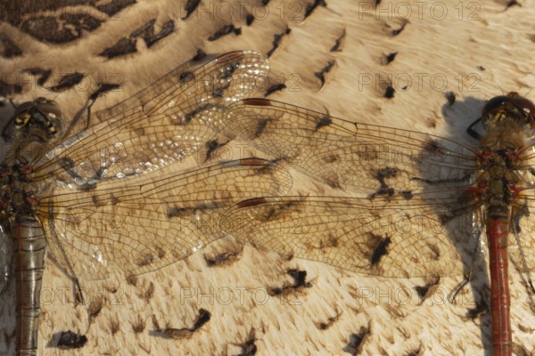Common darter dragonfly (Sympetrum striolatum) two adult insects resting on a Parasol mushroom in autumn, England, United Kingdom