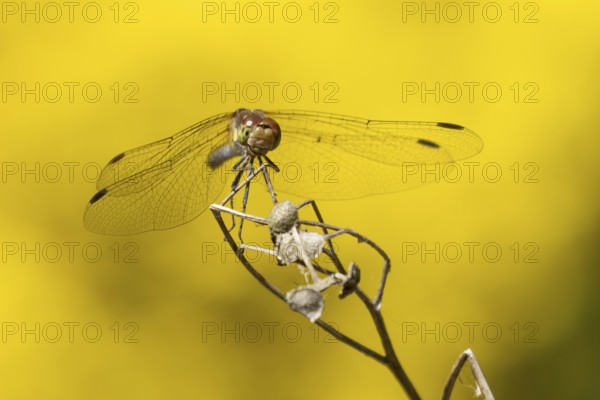 Common darter dragonfly (Sympetrum striolatum) adult insect resting on a plant seed head in summer, England, United Kingdom