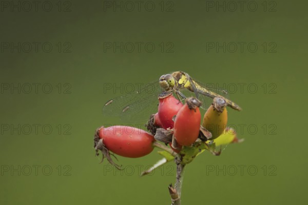 Common darter dragonfly (Sympetrum striolatum) adult insect resting on rosehips, England, United Kingdom