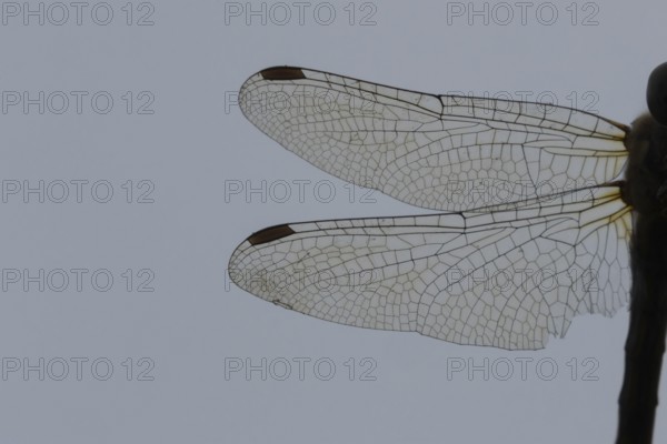 Common darter dragonfly (Sympetrum striolatum) adult insect close up of one pair of wings, England, United Kingdom