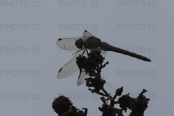 Common darter dragonfly (Sympetrum striolatum) adult insect resting on blackberries in summer, England, United Kingdom