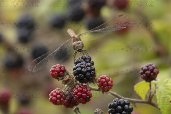 Common darter dragonfly (Sympetrum striolatum) adult feeding on a small insect while resting on blackberries in summer, England, United Kingdom