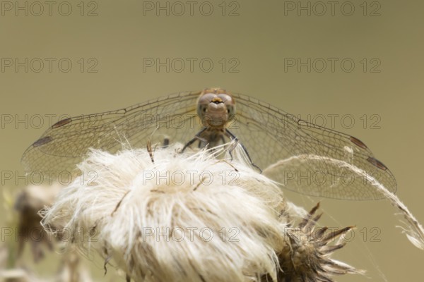 Common darter dragonfly (Sympetrum striolatum) adult insect resting on plant seedheads in summer, England, United Kingdom
