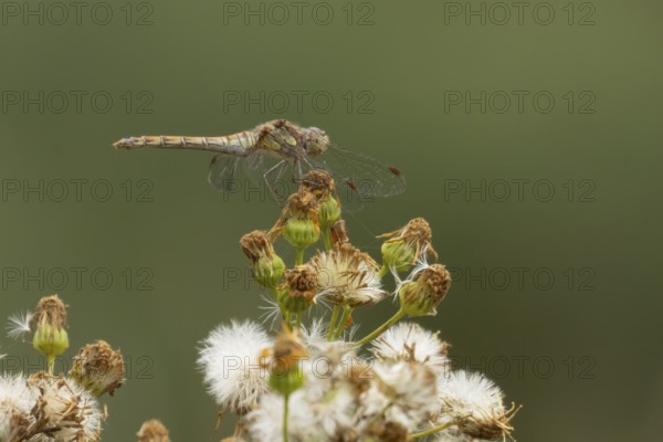 Common darter dragonfly (Sympetrum striolatum) adult insect resting on plant seedheads in summer, England, United Kingdom