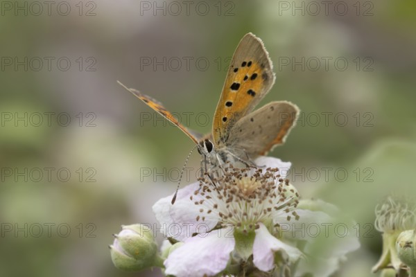 Small copper butterfly (Lycaena phlaeas) adult insect feeding on bramble flowers in summer, England, United Kingdom