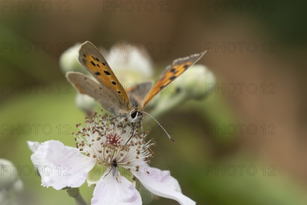 Small copper butterfly (Lycaena phlaeas) adult insect feeding on bramble flowers in summer, England, United Kingdom