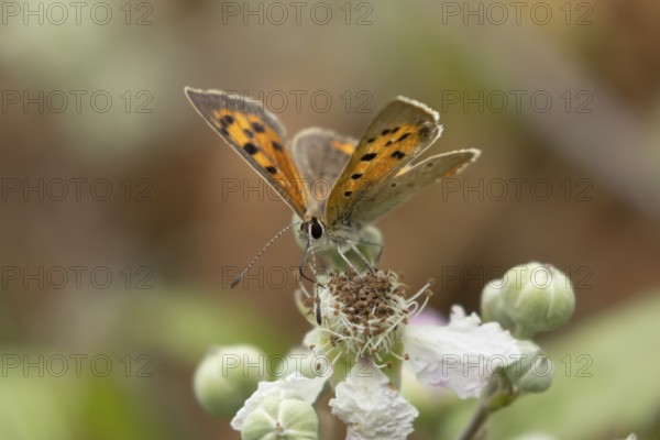Small copper butterfly (Lycaena phlaeas) adult insect feeding on bramble flowers in summer, England, United Kingdom