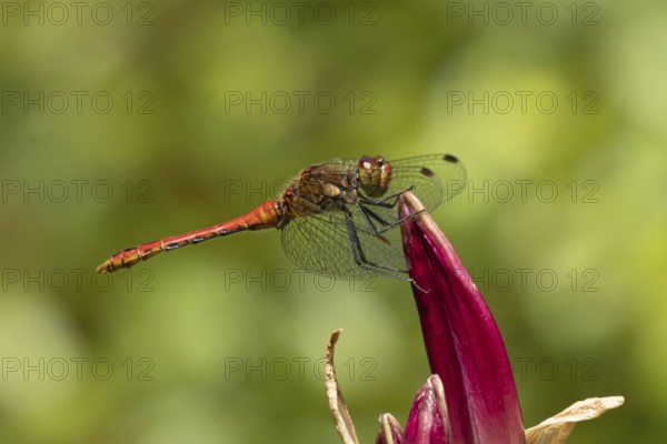 Ruddy darter dragonfly (Sympetrum sanguineum) adult insect resting on a garden lily flower in summer, England, United Kingdom