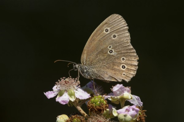 Ringlet butterfly (Aphantopus hyperantus) adult insect feeding on bramble flowers in summer, England, United Kingdom