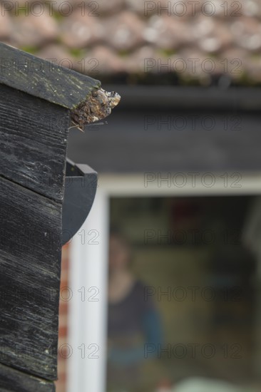 Red admiral butterfly (Vanessa atalanta) adult resting on a house roof prior to hibernating, England, United Kingdom