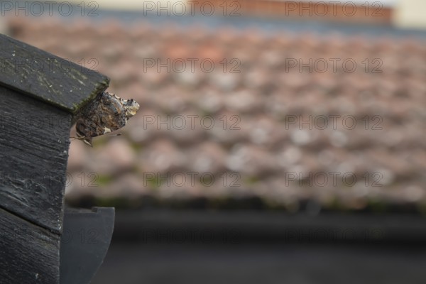 Red admiral butterfly (Vanessa atalanta) adult resting on a house roof prior to hibernating, England, United Kingdom