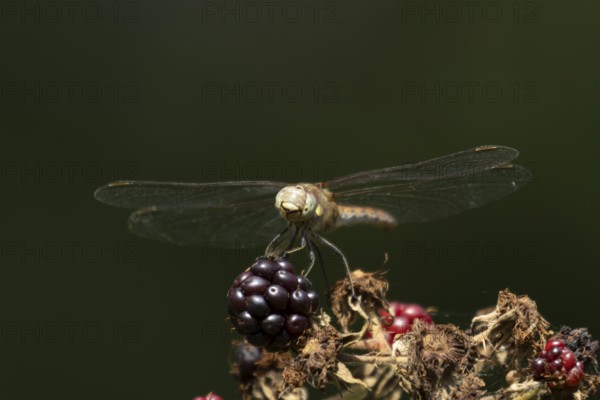 Common darter dragonfly (Sympetrum striolatum) adult insect resting on blackberries in summer, England, United Kingdom
