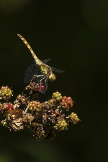 Common darter dragonfly (Sympetrum striolatum) adult insect resting on blackberries fruit in summer, England, United Kingdom