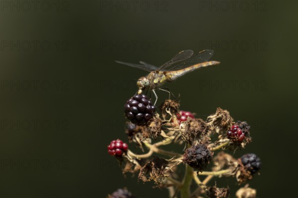 Common darter dragonfly (Sympetrum striolatum) adult feeding on a small insect while resting on blackberries in summer, England, United Kingdom