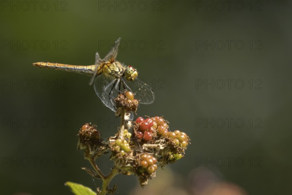 Common darter dragonfly (Sympetrum striolatum) adult insect resting on blackberries in summer, England, United Kingdom