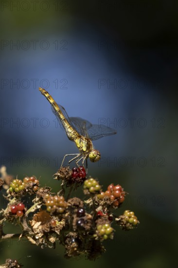 Common darter dragonfly (Sympetrum striolatum) adult insect resting on blackberries fruit in summer, England, United Kingdom
