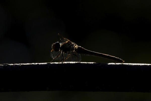 Common darter dragonfly (Sympetrum striolatum) adult insect resting on wood backlit in summer, England, United Kingdom