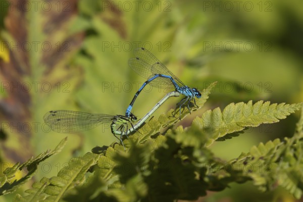 Common blue damselfly (Enallagma cyathigerum) two adult damselflies mating on a plant leaf in summer, England, United Kingdom