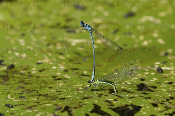 Common blue damselfly (Enallagma cyathigerum) two adult damselflies mating on a water lily leaf on a pond in summer, England, United Kingdom