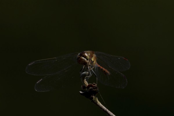 Common darter dragonfly (Sympetrum striolatum) adult insect resting on a tree branch in summer, England, United Kingdom