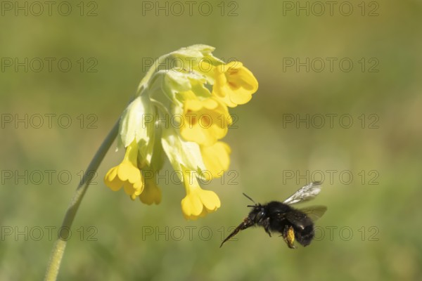 Ashy mining bee (Andrena cineraria) adult flying towards a Cowslip flower in springtime, England, United Kingdom