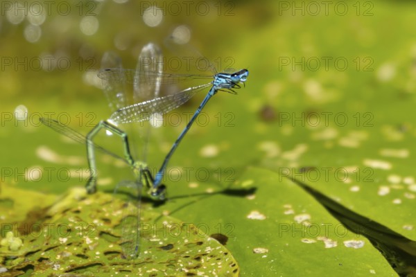 Common blue damselfly (Enallagma cyathigerum) two adult damselflies mating on a water lily leaf on a pond in summer, England, United Kingdom