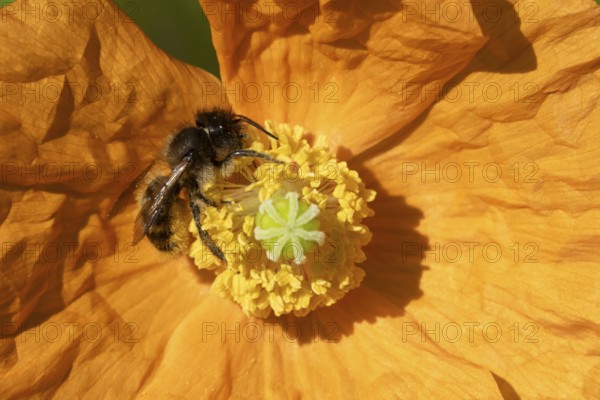 Honey bee (Apis mellifera) adult insect feeding on a garden orange poppy flower, England, United Kingdom