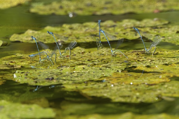 Common blue damselfly (Enallagma cyathigerum) six adult pairs of damselflies mating on a water lily leaf on a pond in summer, England, United Kingdom